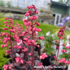 'Timeless Night' Coral Bells | Heuchera single layer plant shelf  