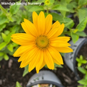'Tuscan Gold' False Sunflower | Heliopsis helianthoides traditional flower vase  