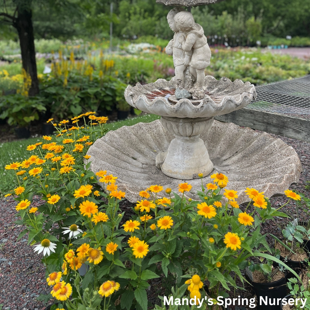 'Tuscan Sun' False Sunflower | Heliopsis helianthoides