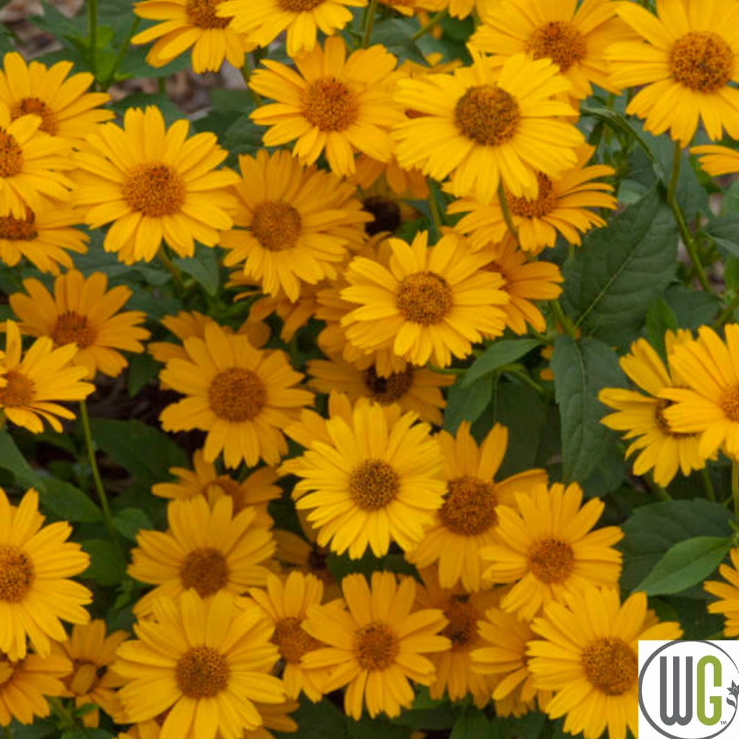 'Tuscan Sun' False Sunflower | Heliopsis helianthoides