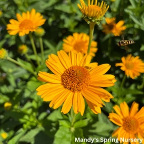 'Tuscan Sun' False Sunflower | Heliopsis helianthoides traditional flower vase  