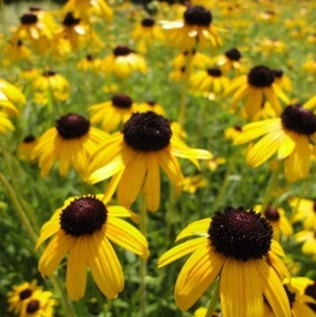 'Viette's Little Suzy' Black-Eyed Susan | Rudbeckia fulgida traditional flower vase  
