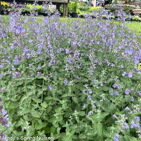 'Walker's Low' Catmint | Nepeta traditional flower vase  