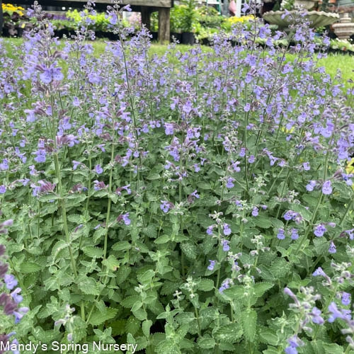 'Walker's Low' Catmint | Nepeta traditional flower vase  