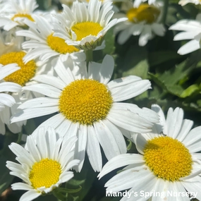 'White Lion' Shasta Daisy | Leucanthemum superbum 'White Lion' traditional flower vase  