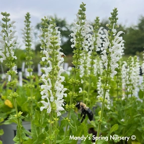 'White Profusion' Salvia | Salvia nemorosa traditional flower vase  