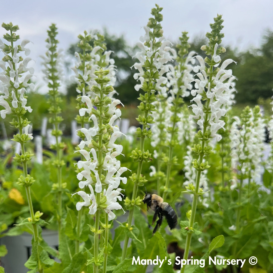 'White Profusion' Salvia | Salvia nemorosa traditional flower vase  