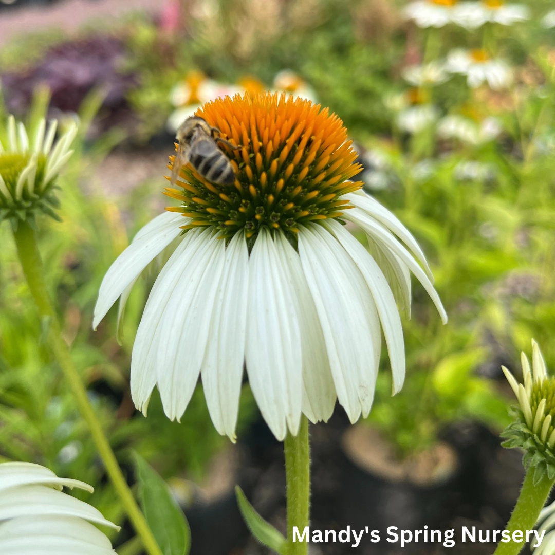 'White Swan' Coneflower | Echinacea traditional flower vase  