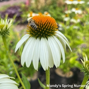 'White Swan' Coneflower | Echinacea traditional flower vase  