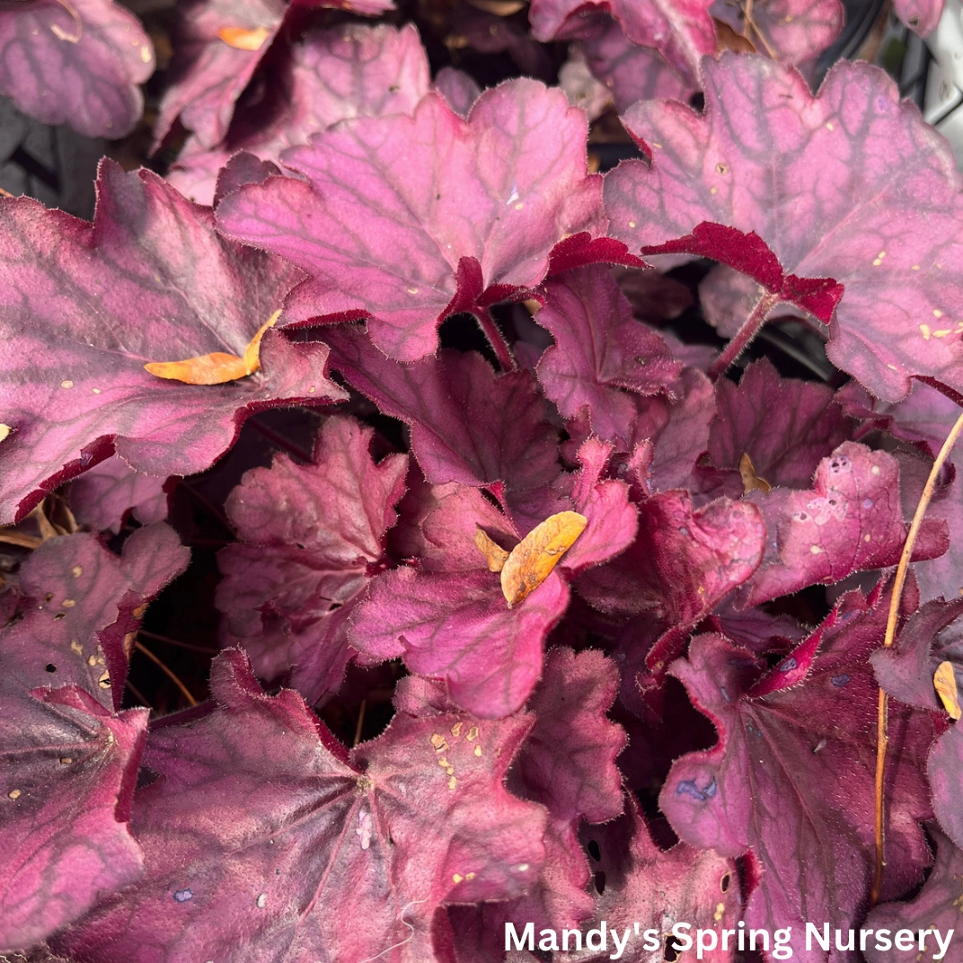 'Wild Rose' Coral Bells | Heuchera single layer plant shelf  