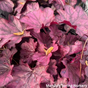 'Wild Rose' Coral Bells | Heuchera single layer plant shelf  