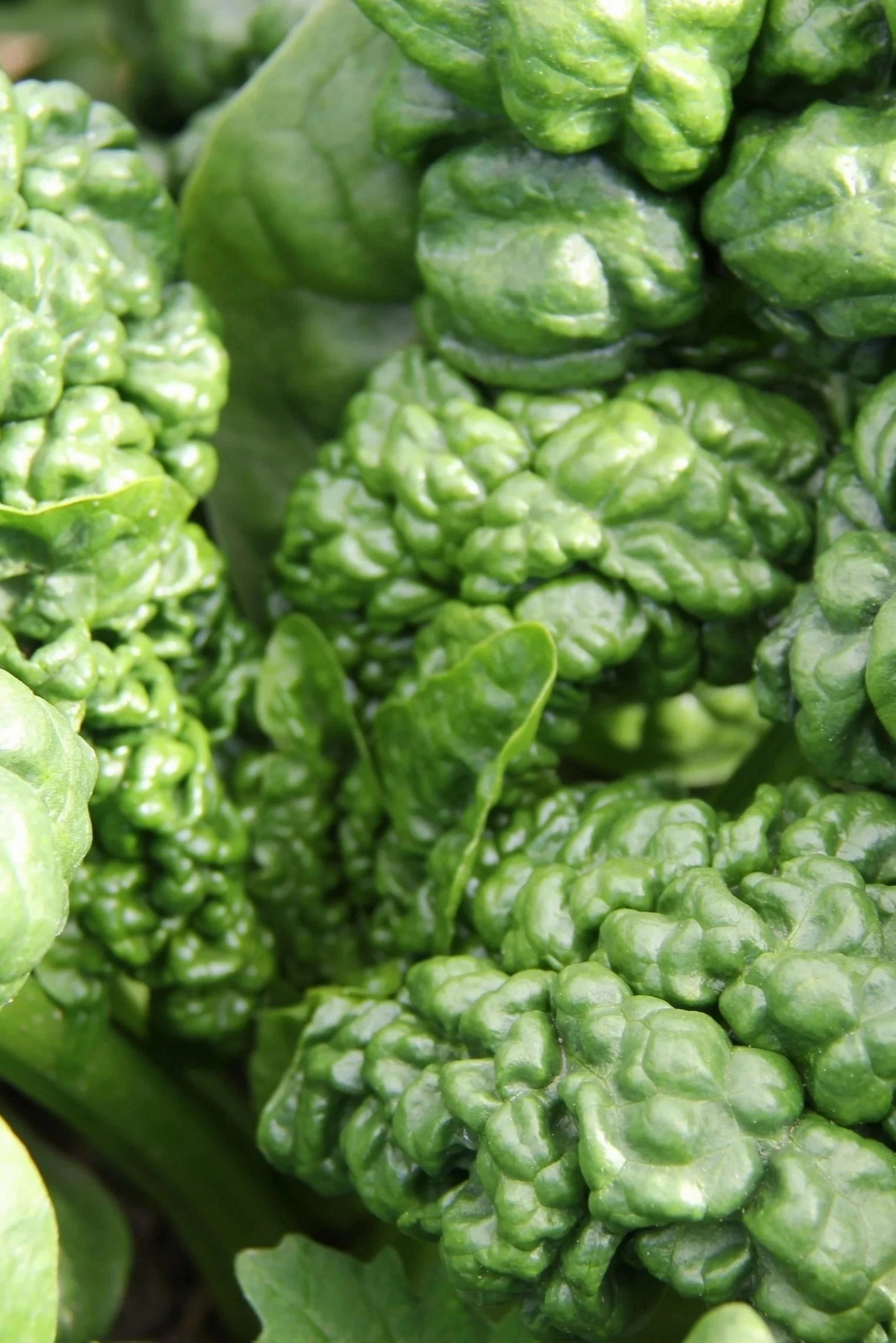 Abundant Bloomsdale Spinach Art Pack Seeds