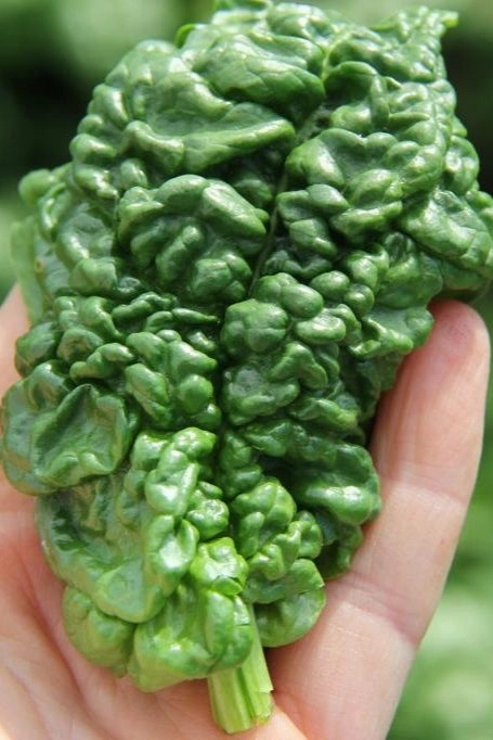Abundant Bloomsdale Spinach Art Pack Seeds