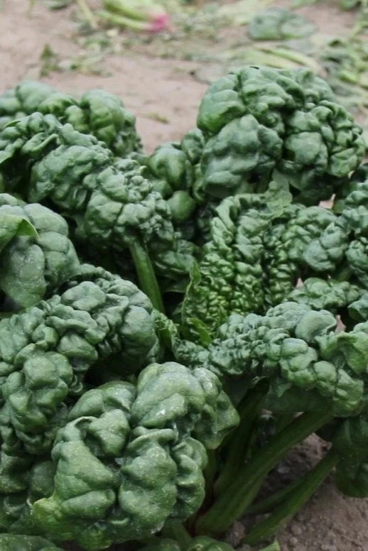 Abundant Bloomsdale Spinach Art Pack Seeds