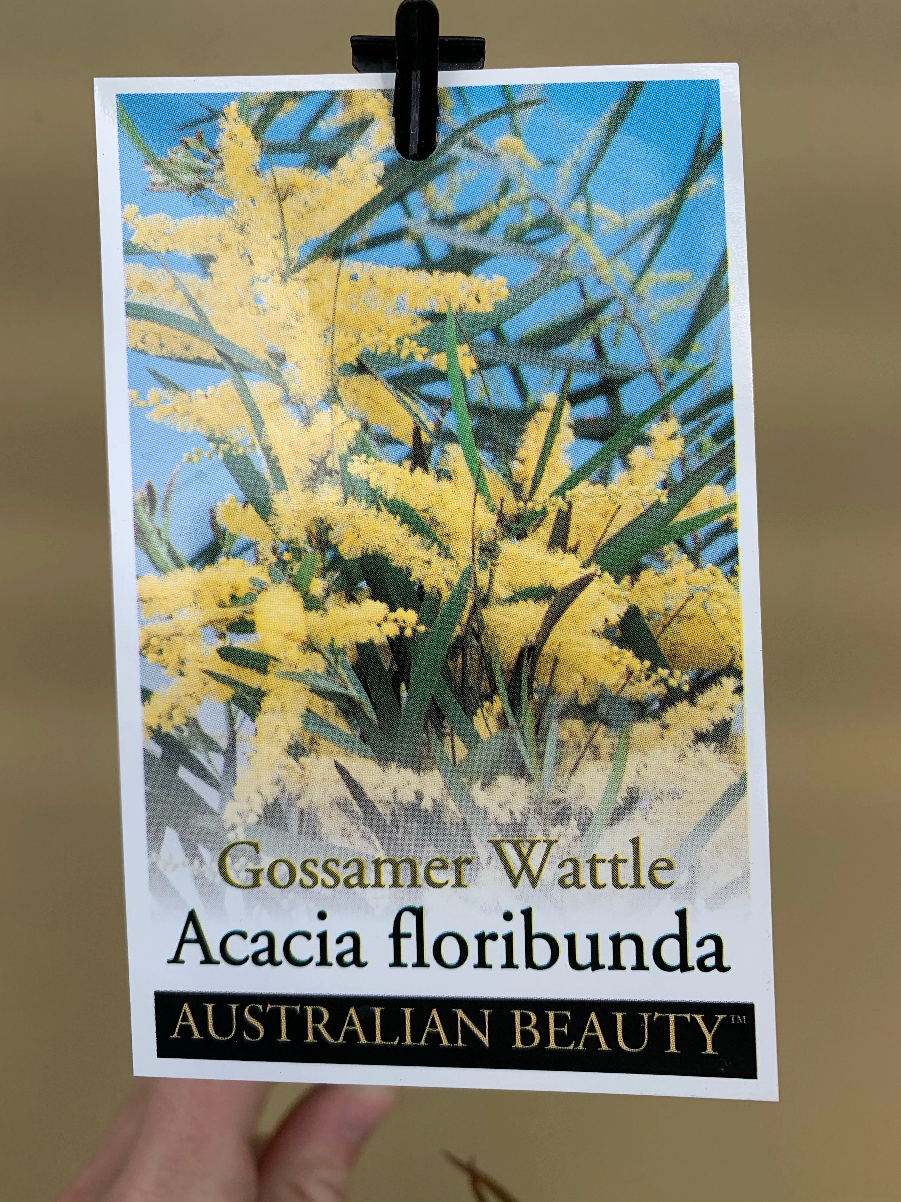 Acacia floribunda