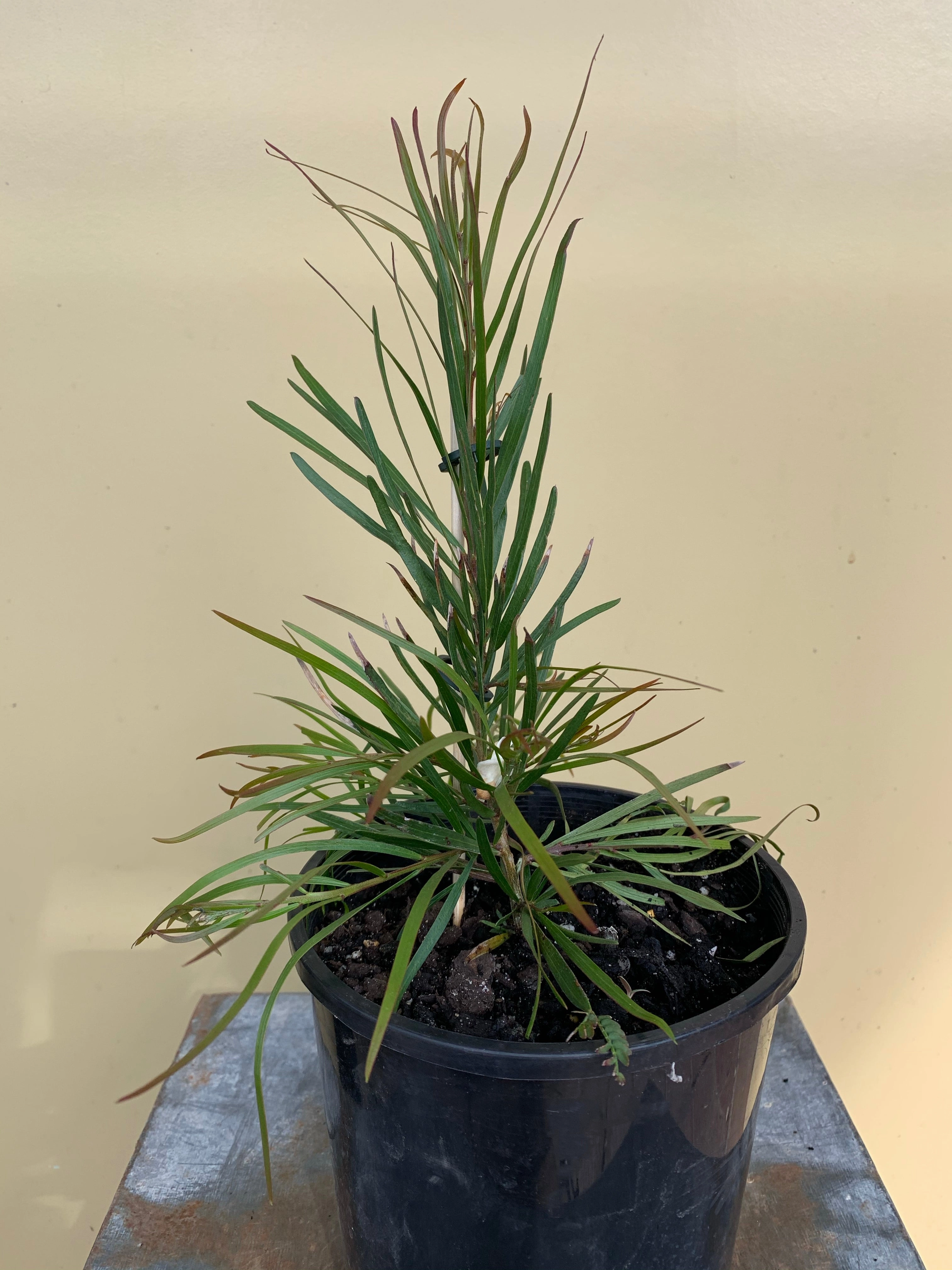 Acacia floribunda small flower pot  