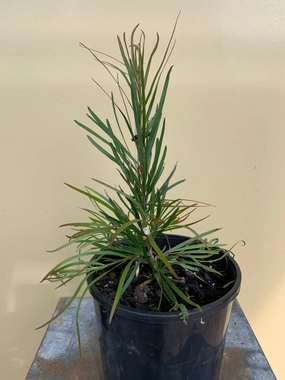  outdoor plants