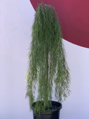 Acacia Waterfall Standard small flower pot  