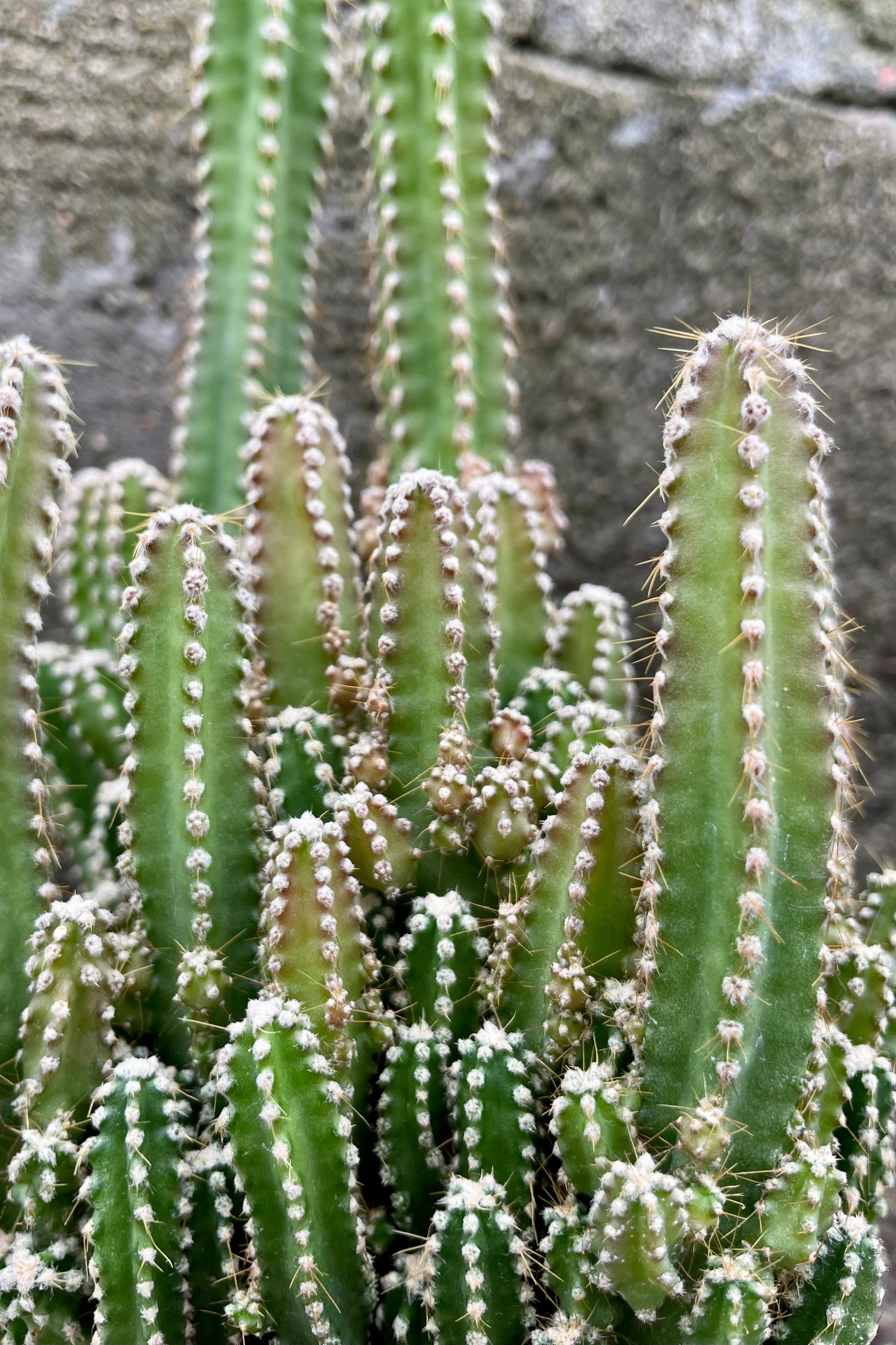 Acanthocereus tetragonus 3.5" medium flower pot  