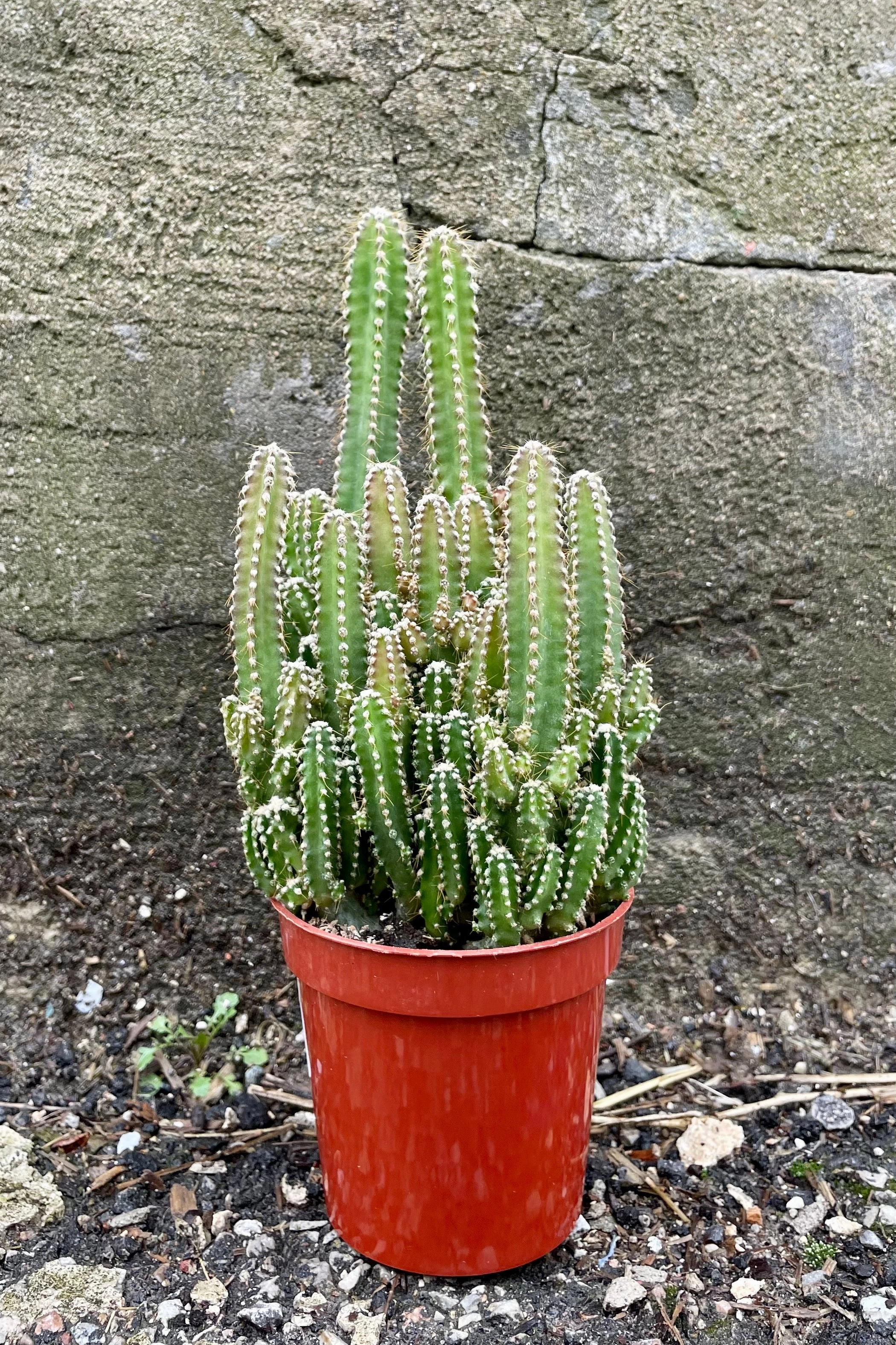 Acanthocereus tetragonus 3.5"