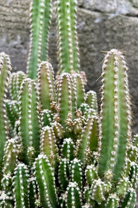 Acanthocereus tetragonus 3.5" medium flower pot  