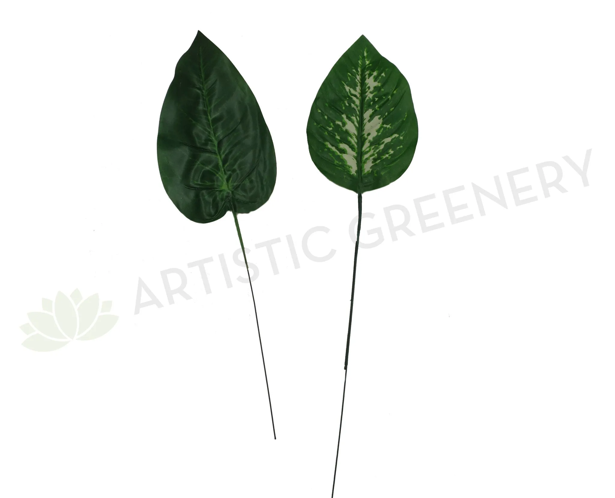 ACC0009 Small Dieff Leaf 2 Styles dried green plant  