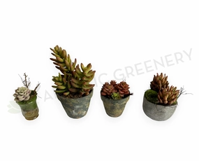 ACC0112 Potted Succulent 4 Styles mini ornamental plant  