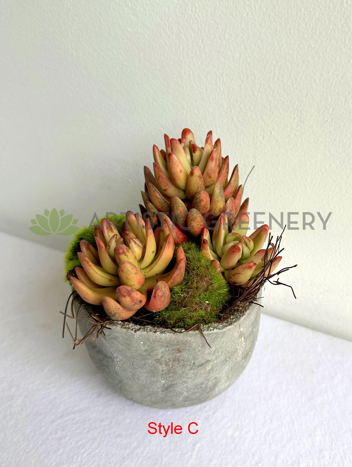 ACC0112 Potted Succulent 4 Styles