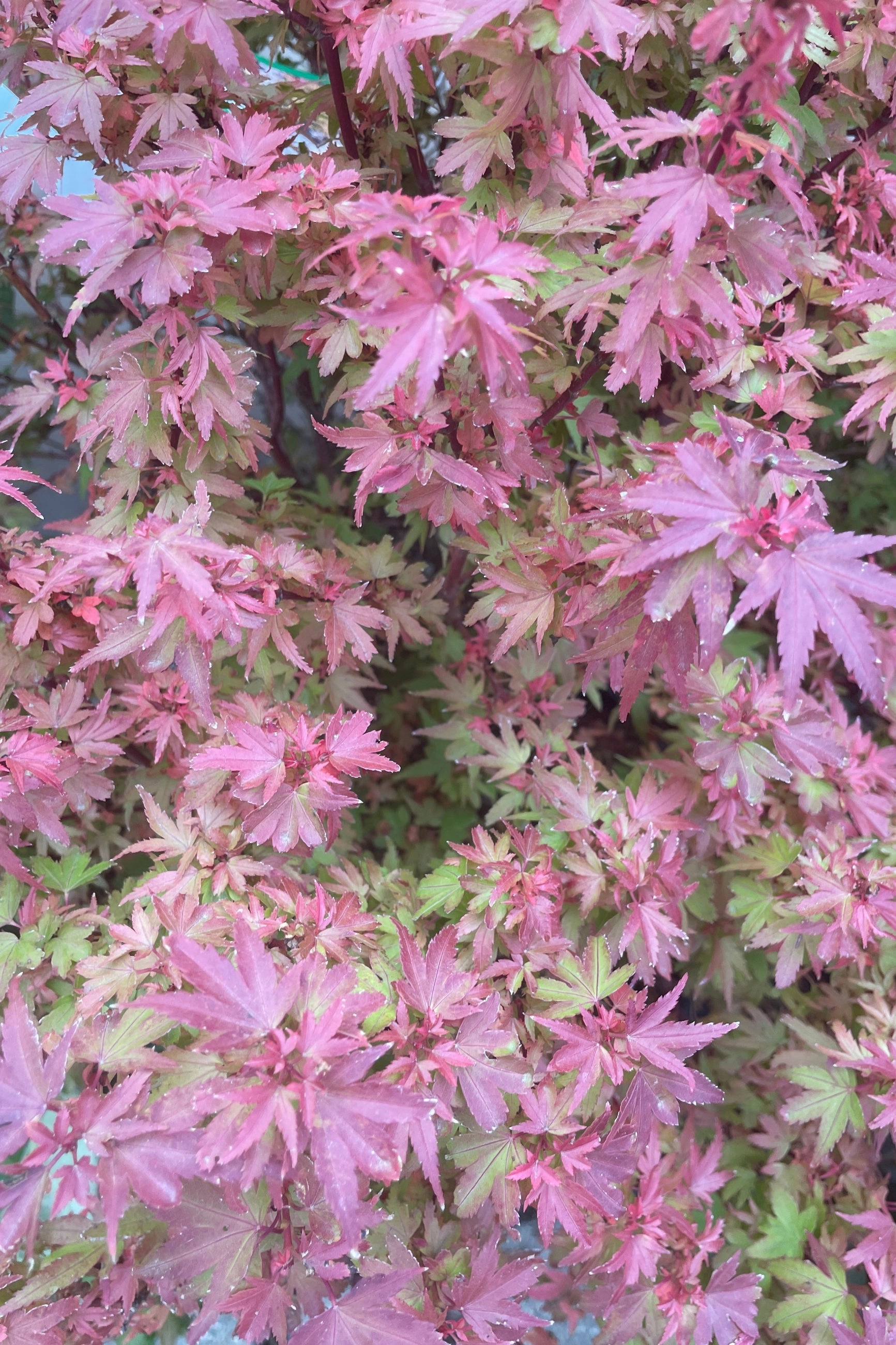 Acer p 'Koto Maru' #6