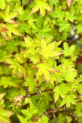 Acer p 'Koto Maru' #6 decorative flowerpot  
