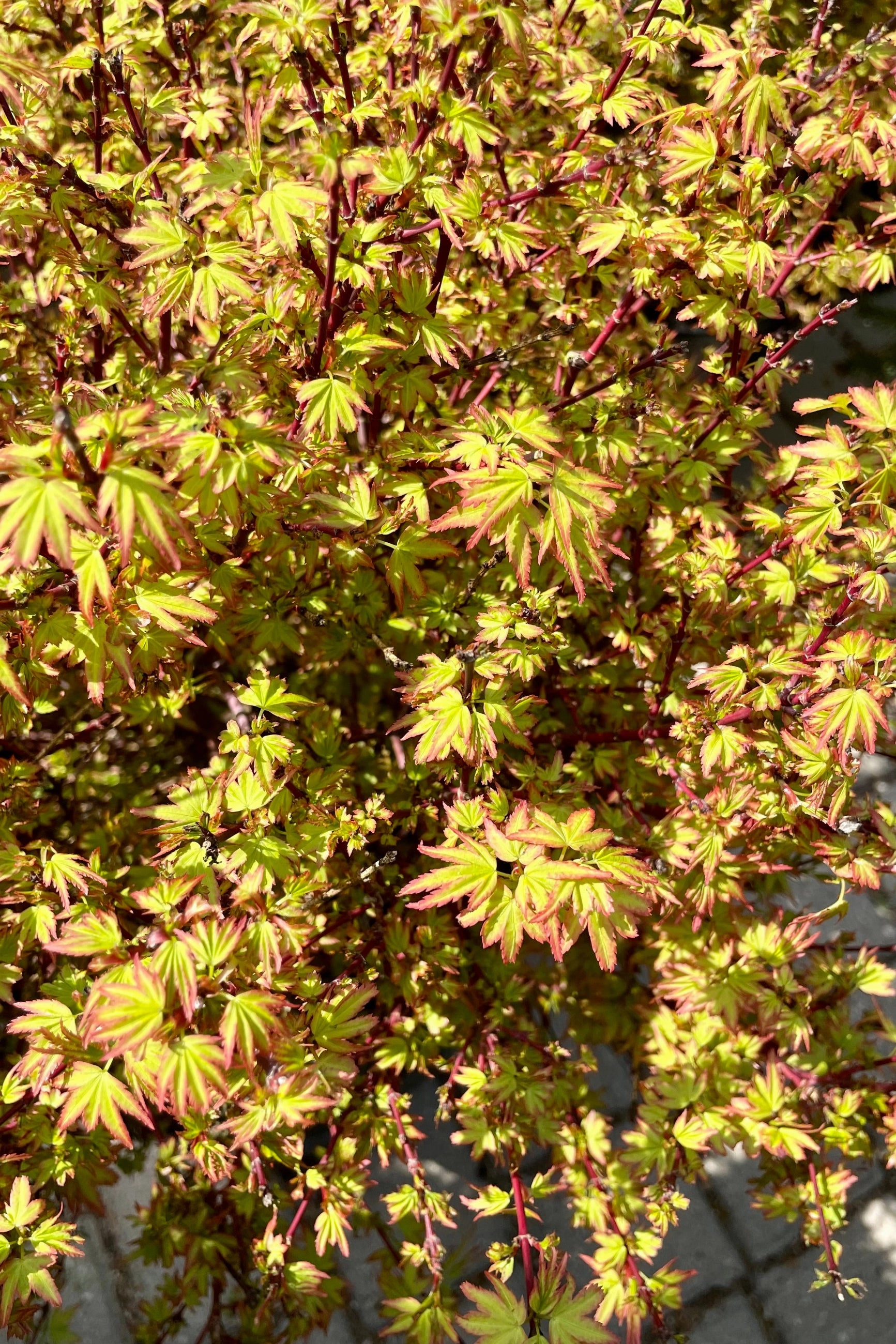 Acer p 'Koto Maru' #6