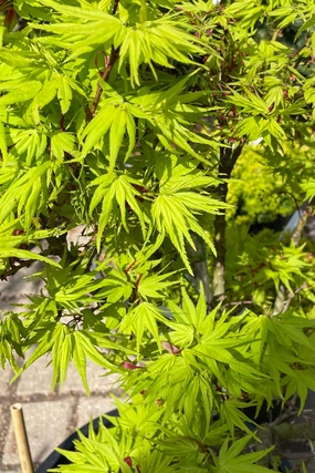 Acer palmatum 'Mikawa Yatsubusa' #6 decorative flowerpot  