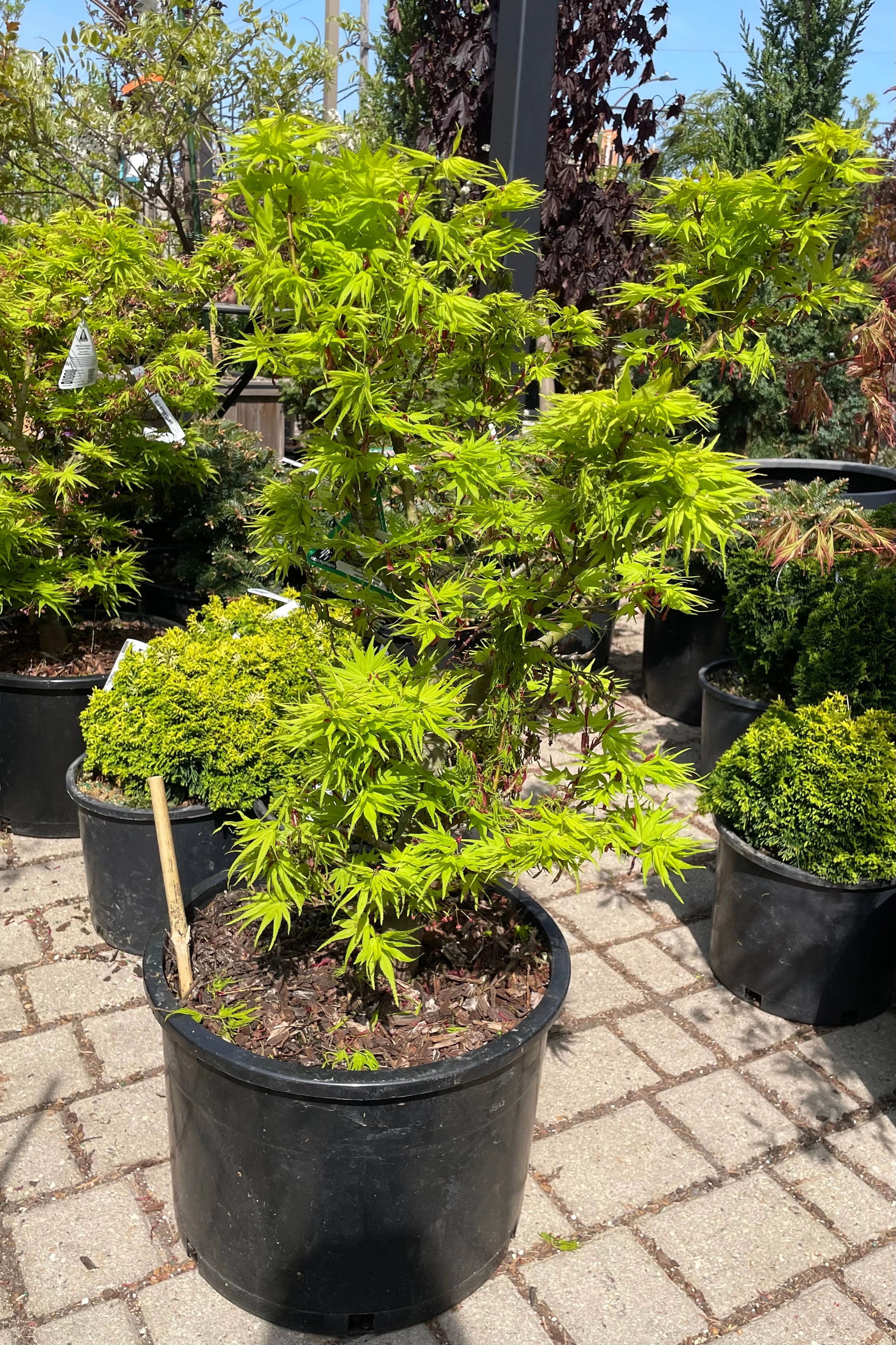Acer palmatum 'Mikawa Yatsubusa' #6