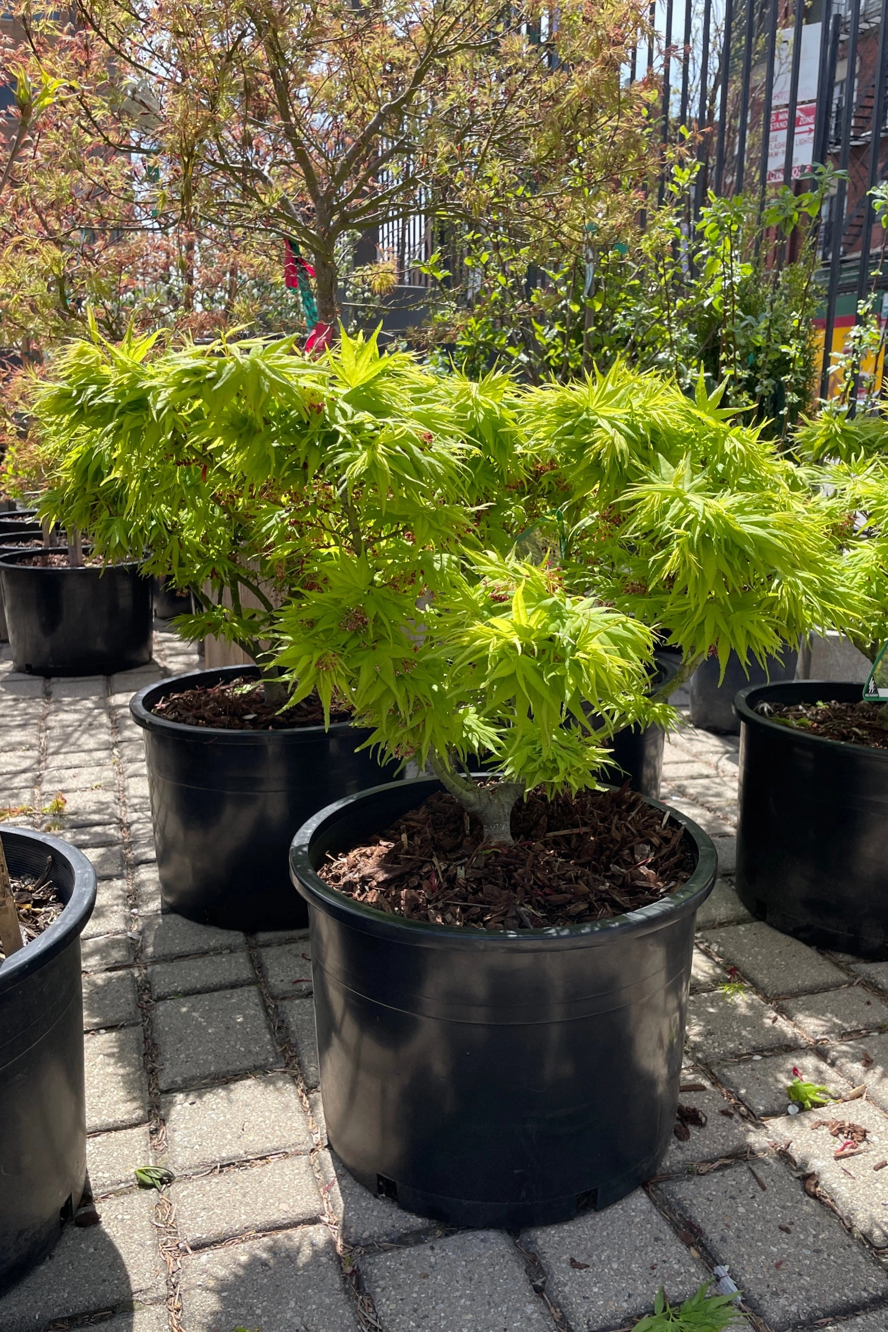 Acer palmatum 'Mikawa Yatsubusa' #6