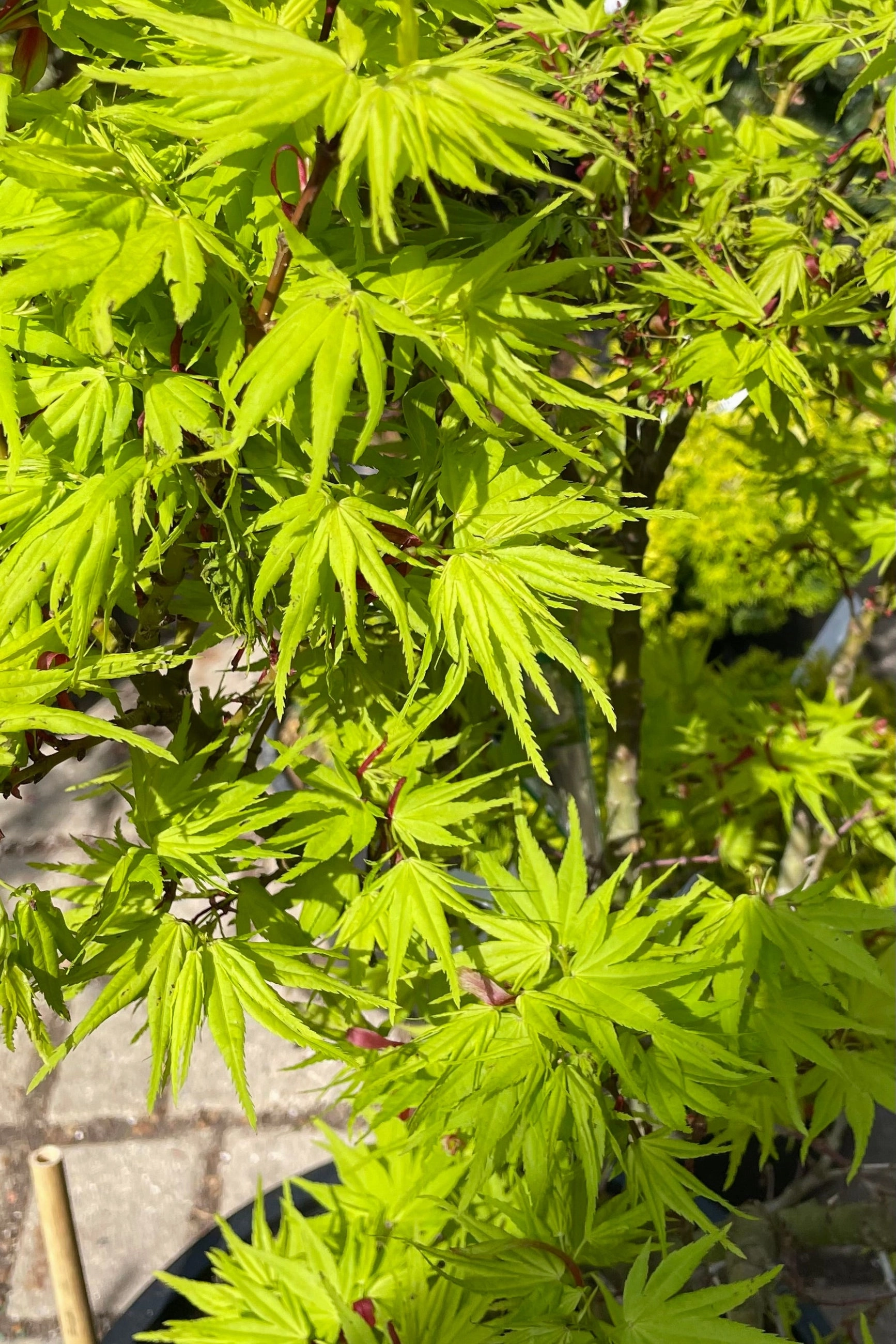 Acer palmatum 'Mikawa Yatsubusa' #6 decorative flowerpot  