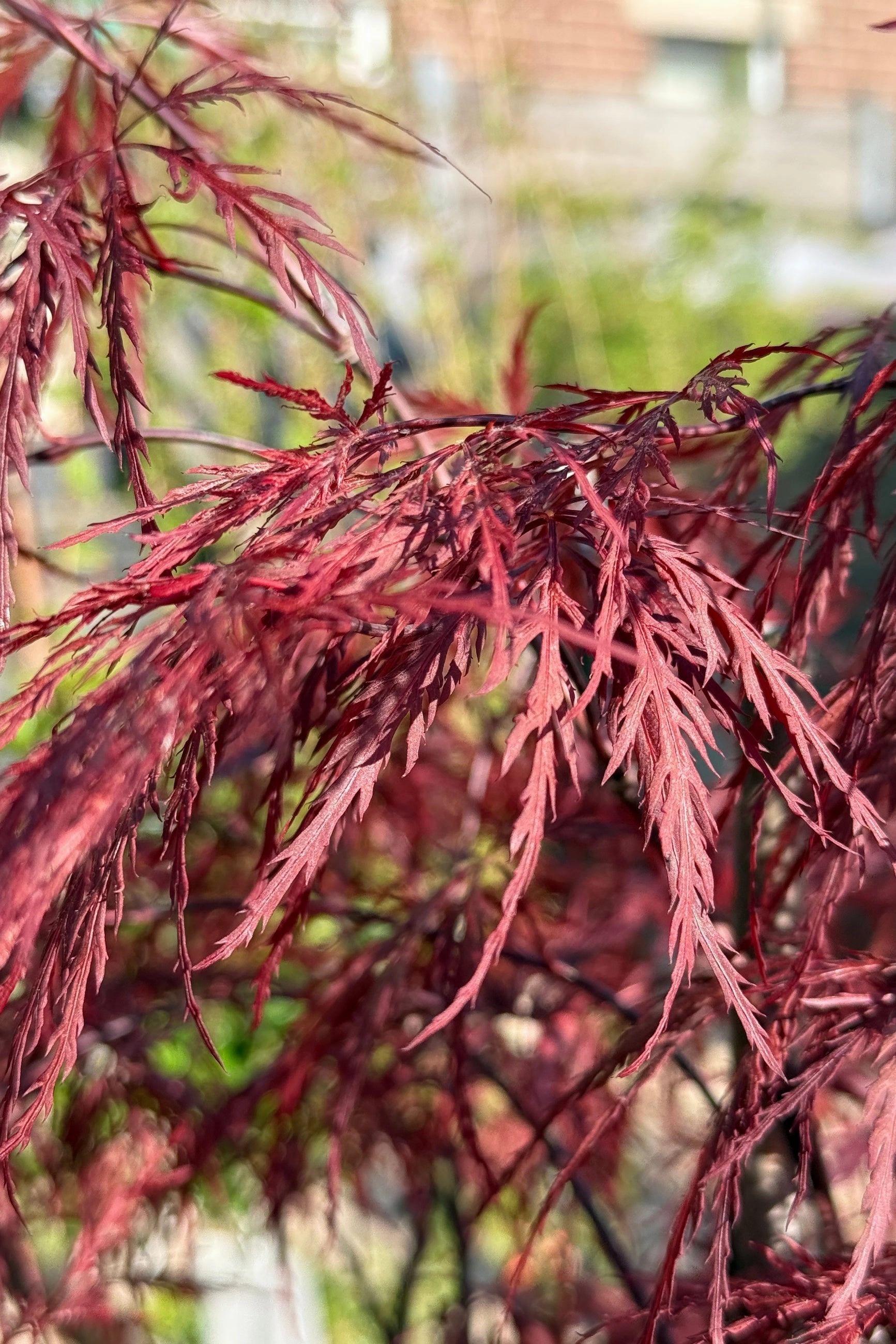Acer palmatum var. dissectum 'Red Dragon' #15