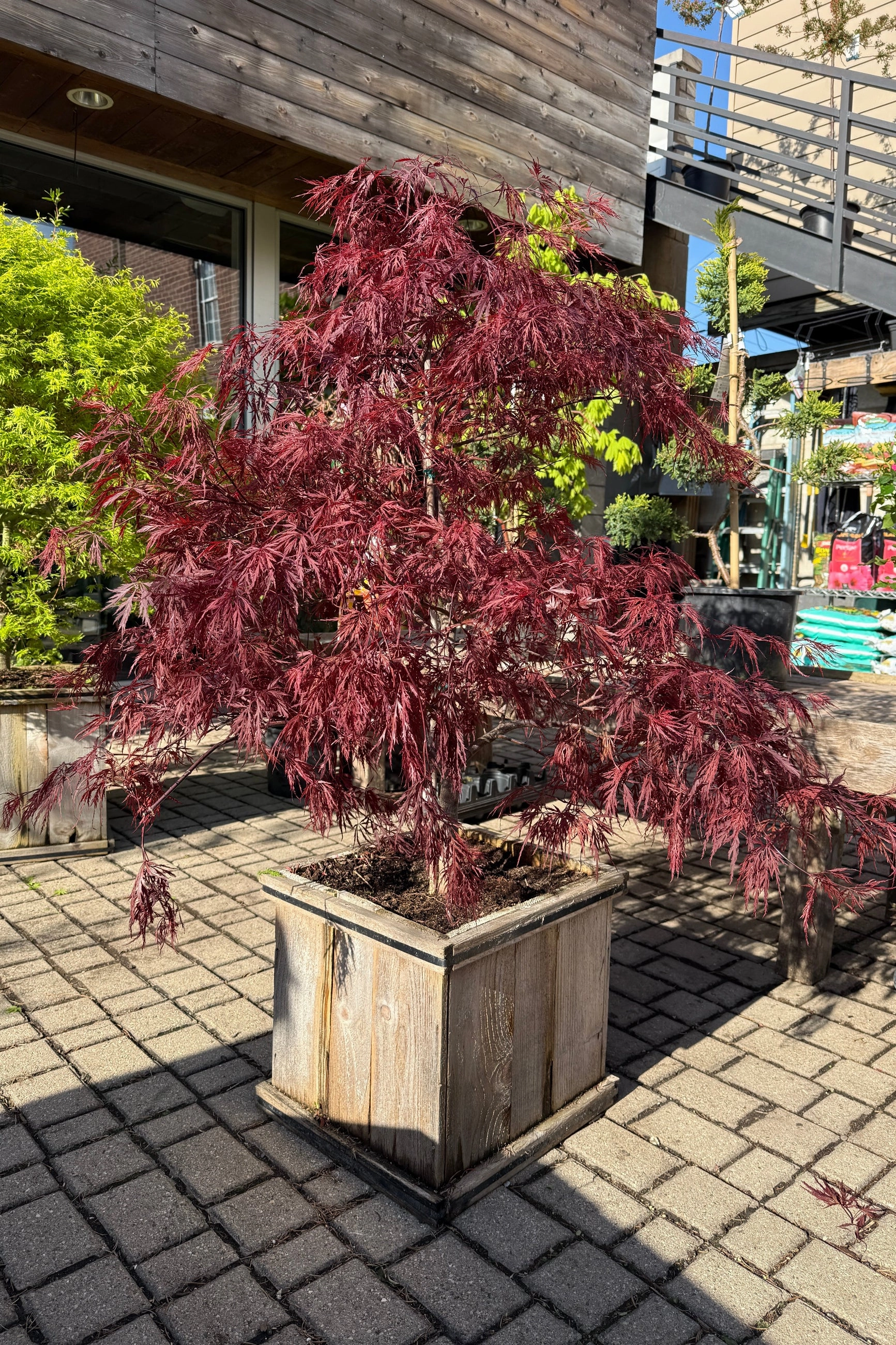 Acer palmatum var. dissectum 'Red Dragon' #15