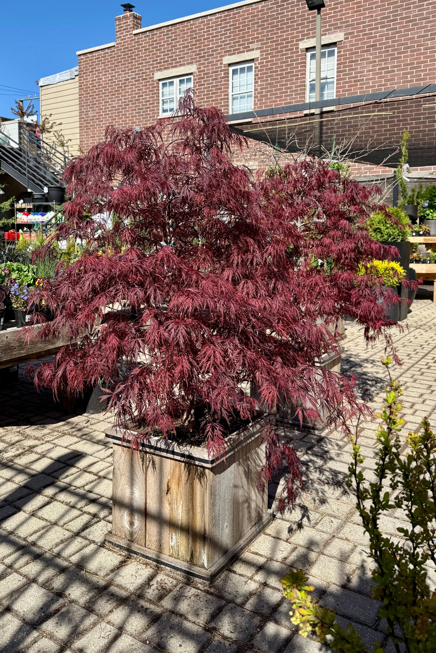 Acer palmatum var. dissectum 'Red Dragon' #15 decorative flowerpot  