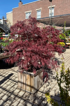 Acer palmatum var. dissectum 'Red Dragon' #15 decorative flowerpot  