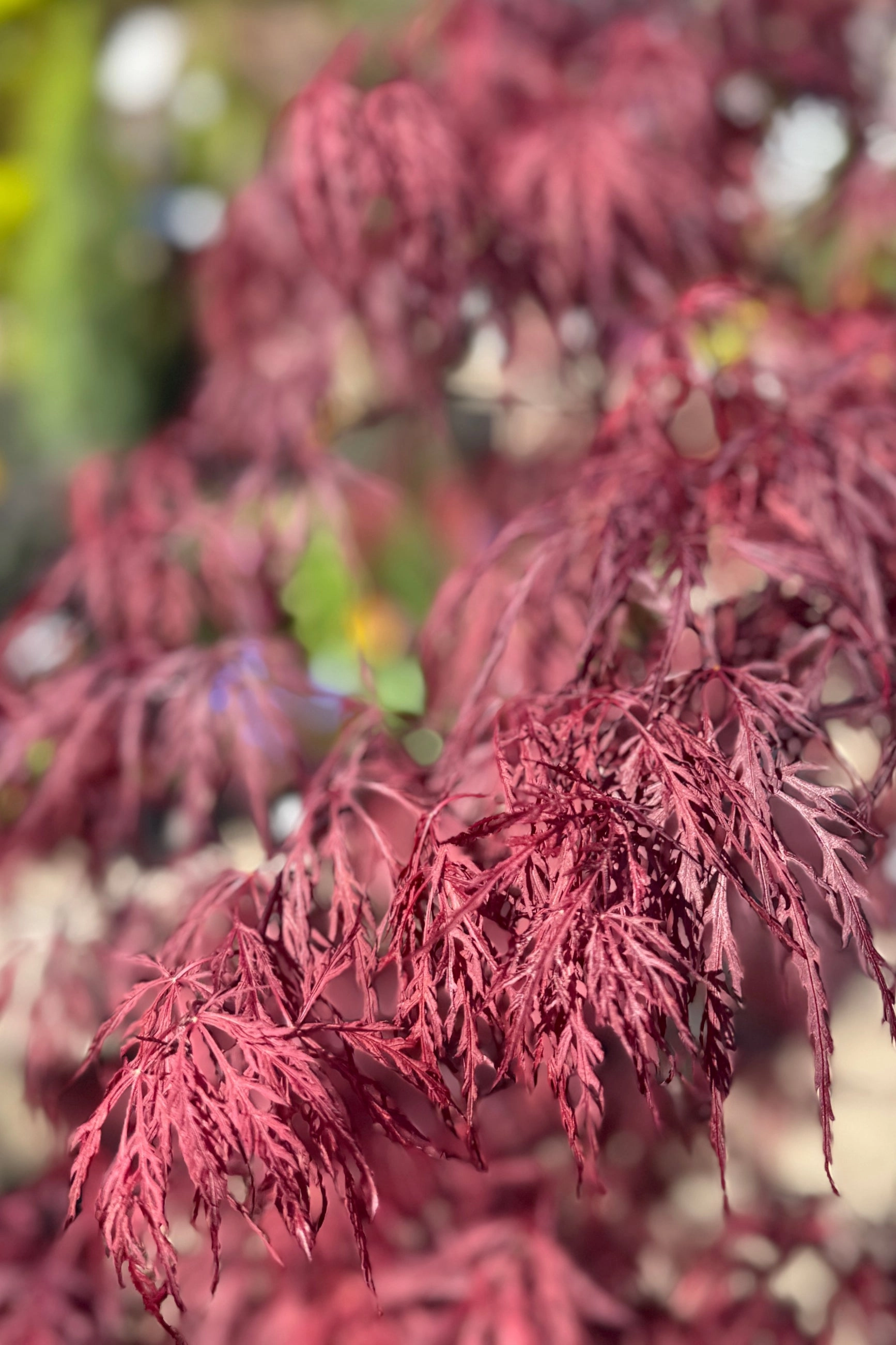 Acer palmatum var. dissectum 'Red Dragon' #15