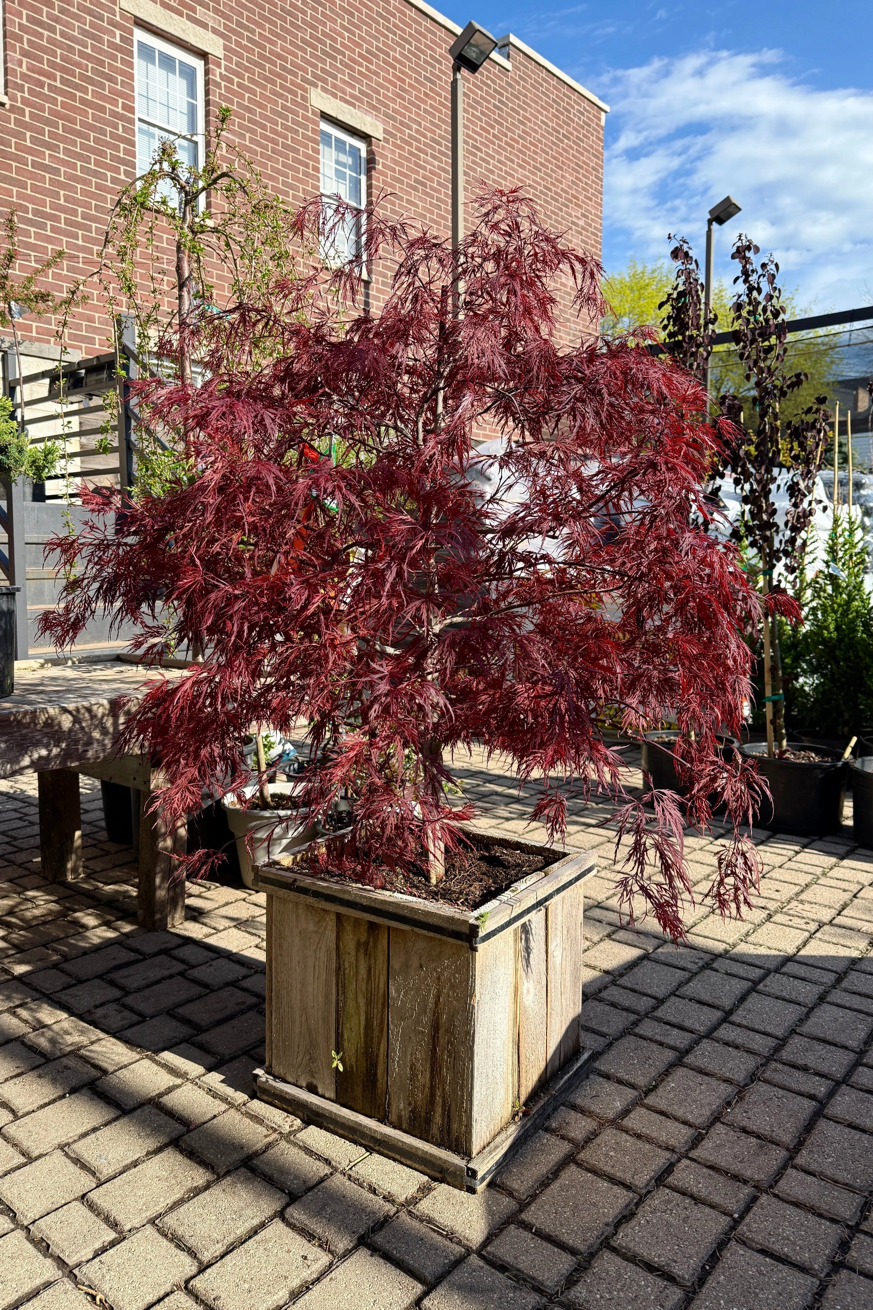 Acer palmatum var. dissectum 'Red Dragon' #15