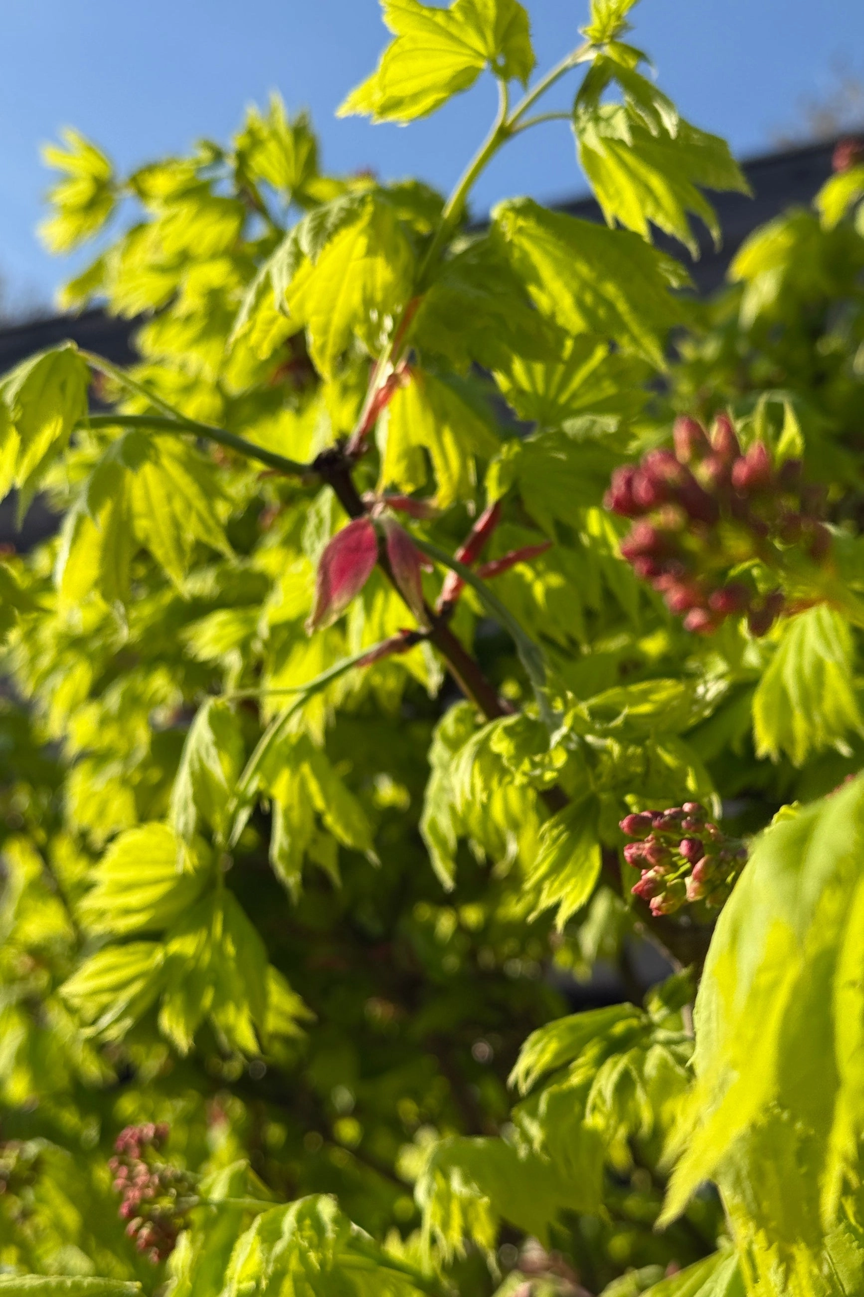 Acer shirasawanum 'Aureum' #24