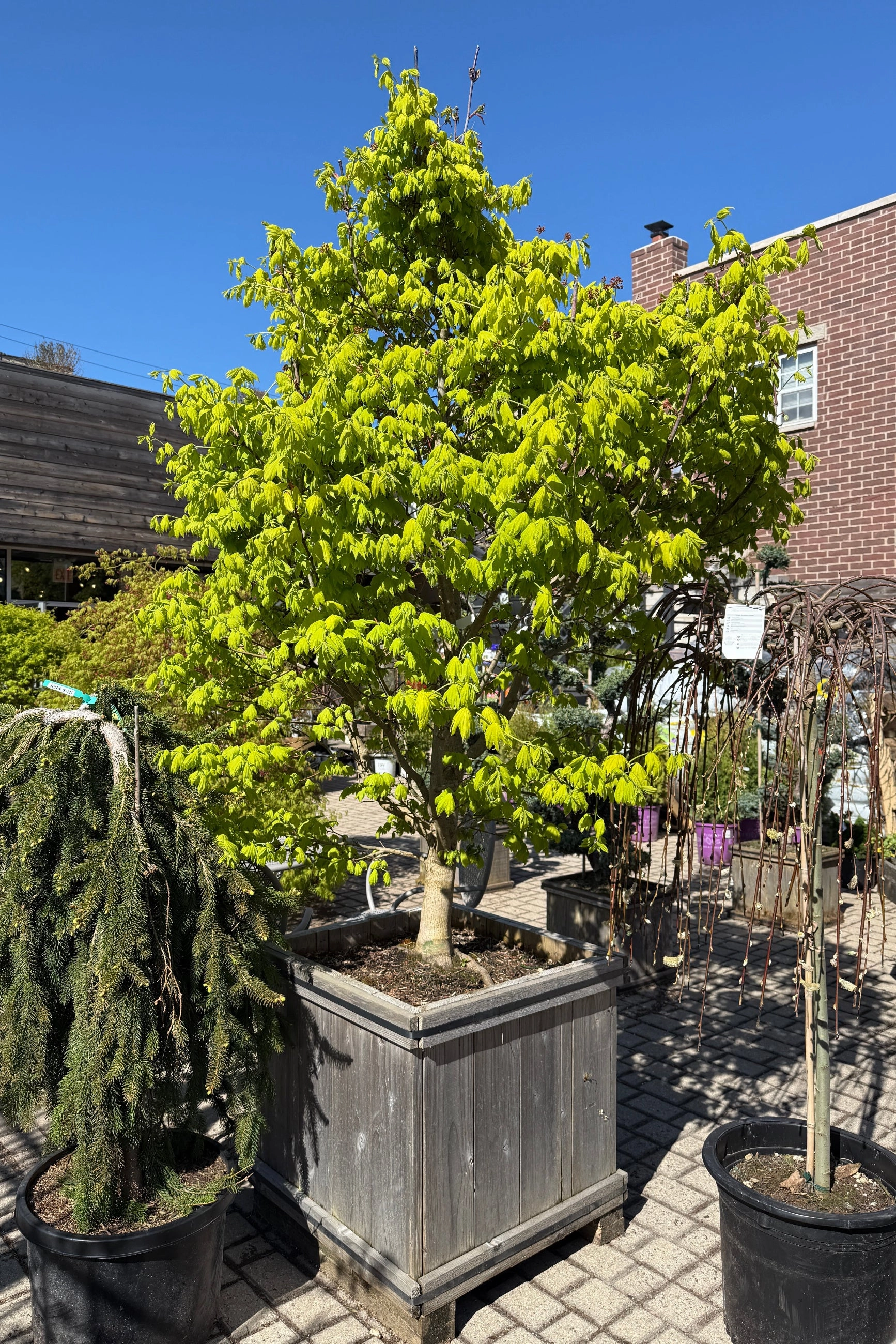 Acer shirasawanum 'Aureum' #24