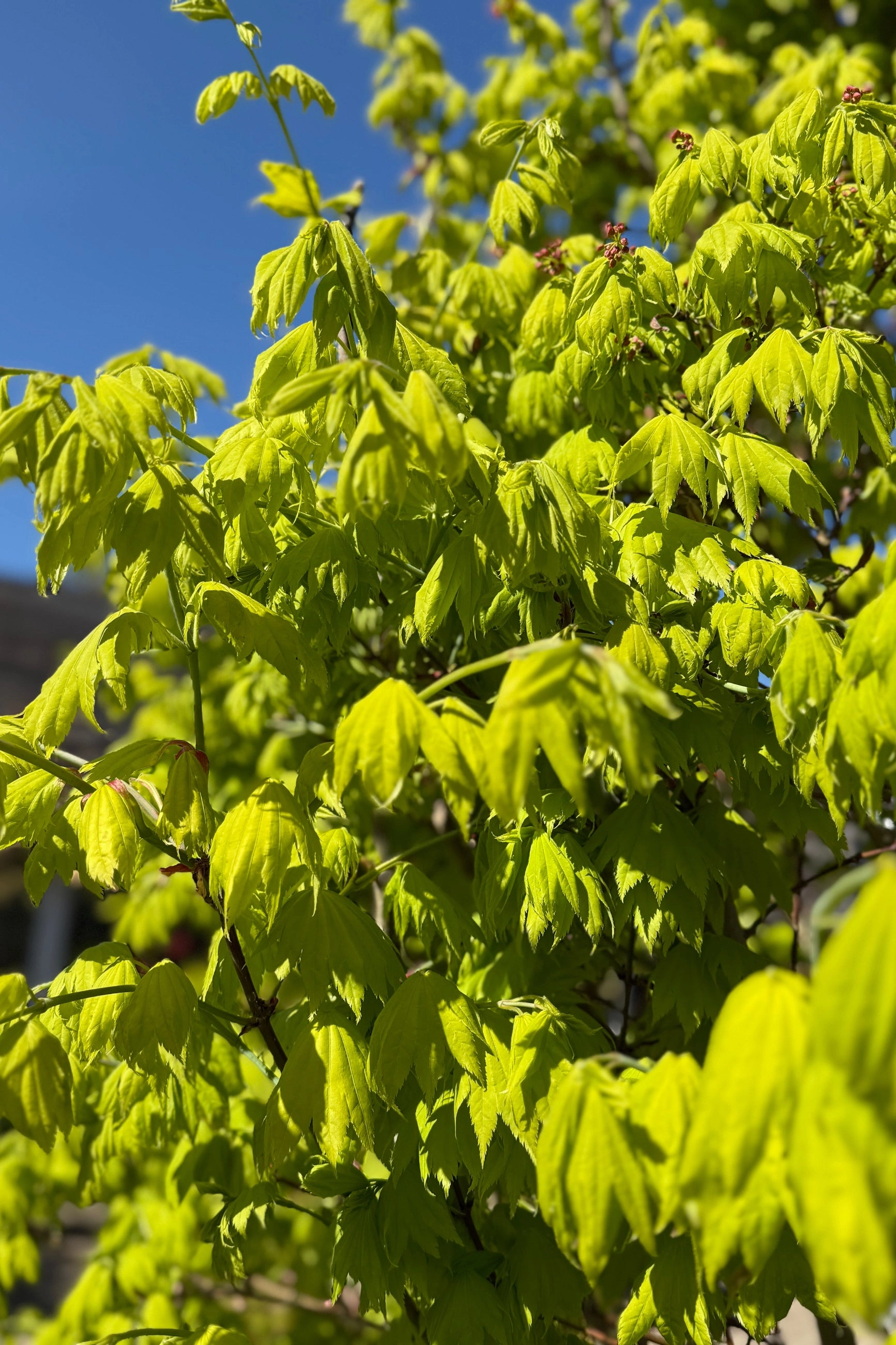 Acer shirasawanum 'Aureum' #24