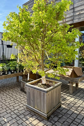 Acer shirasawanum 'Aureum' #24 decorative flowerpot  