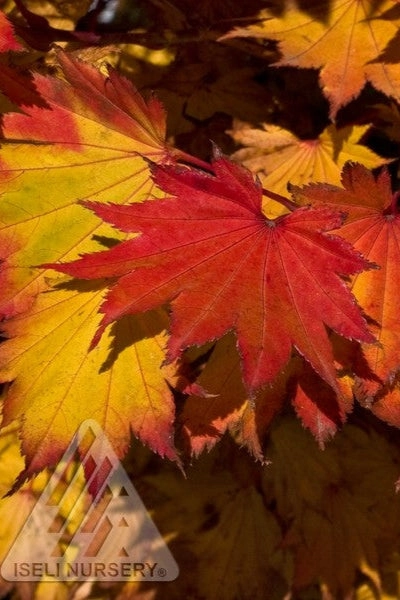 Acer shirasawanum 'Aureum' #24