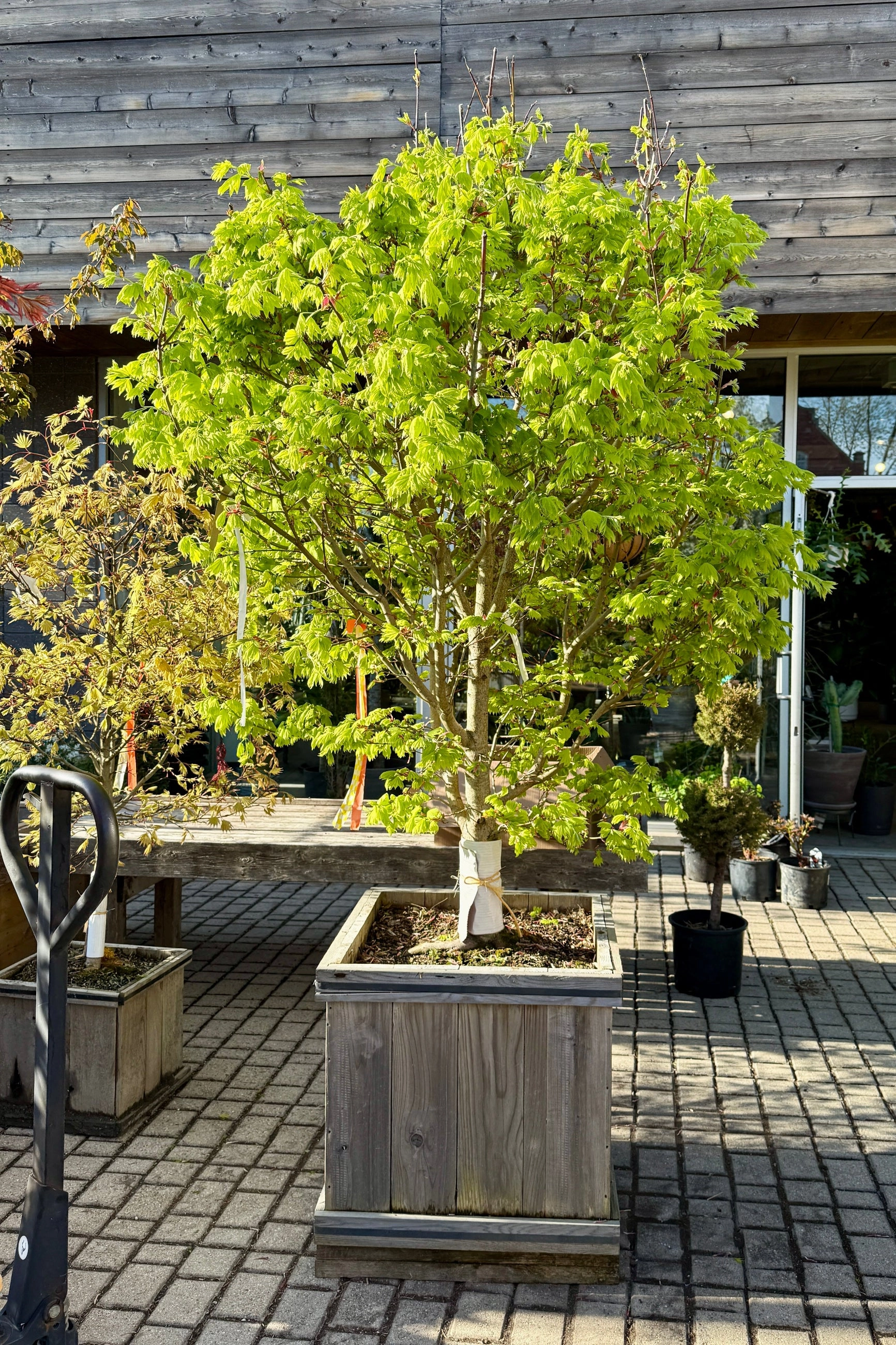 Acer shirasawanum 'Aureum' #24