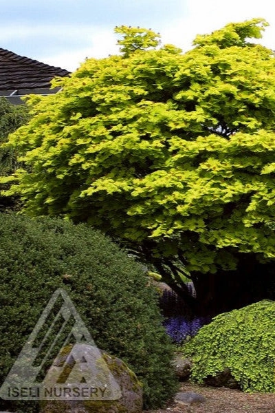 Acer shirasawanum 'Aureum' #24