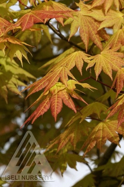 Acer shirasawanum 'Autumn Moon' #15