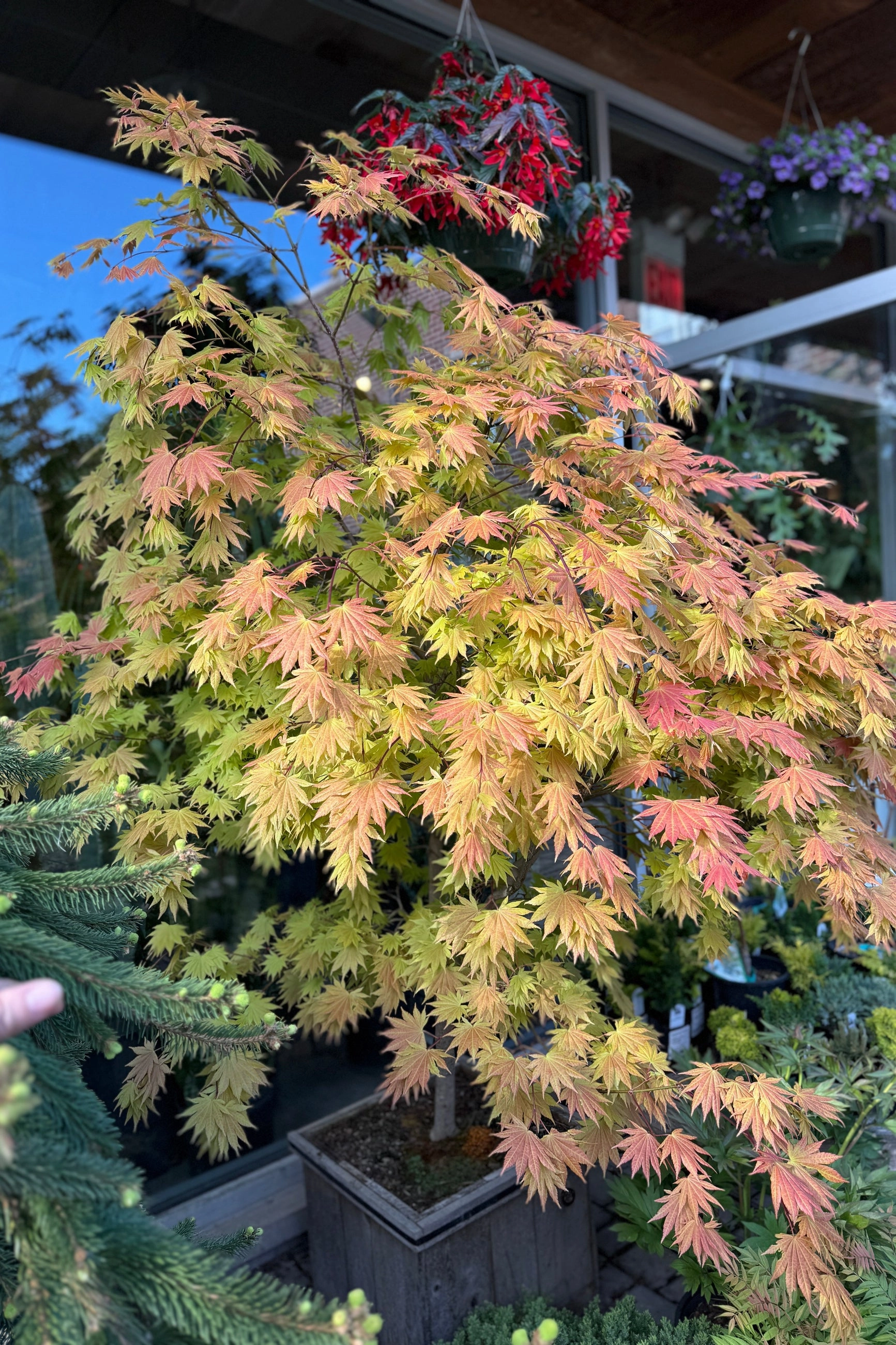 Acer shirasawanum 'Autumn Moon' #15